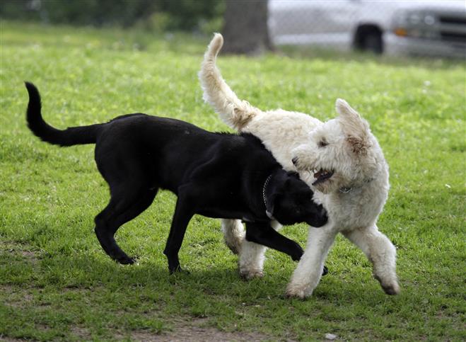 Mona, a 2-year-old black Lab Mix and Wynston, a 6-month-old white Goldendoodle play with each other at the Currie Park Dog Exercise Area.