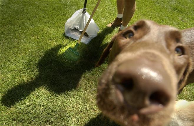 The city has an ordinance requiring pet owners to pick up after their animals.