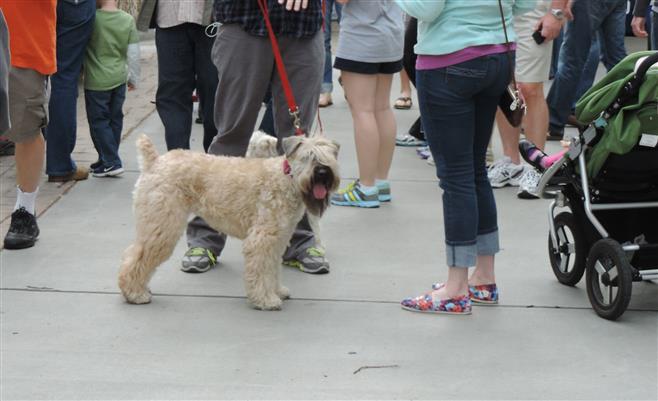 Many people like to bring their dogs to the Tosa Farmer’s Market, but a new policy will require the animals stay away from food stands.