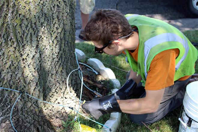 Wauwatosa aborist Stewart Korte treats an ash tree with insecticide to prevent the emerald ash borer from damaging it. .