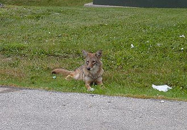 A 2013 file photo of a coyote spotted in Wauwatosa.