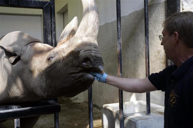 File photo of Milwaukee County Zoo Pachyderm Supervisor Dana Nicholson, of Wauwatosa, gives Brewster, a black rhino, a treat before he draws blood for routine testing from the animal in May 2007.