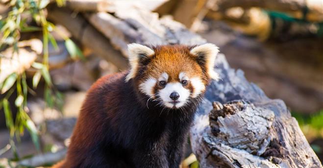 A new female red panda has been added to the Milwaukee County Zoo. Born at the Cincinnati Zoo, the red panda is named “Dr. Erin Curry” after the reproductive physiologist who tracked the pregnancy, resulting in the female club.