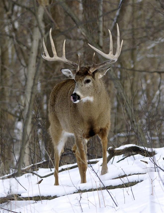 This white-tailed deer, which lived in Milwaukee County, was illegally killed Sunday, Dec. 13, 2015, in Wauwatosa. The hunter has been found guilty of a number of violations.