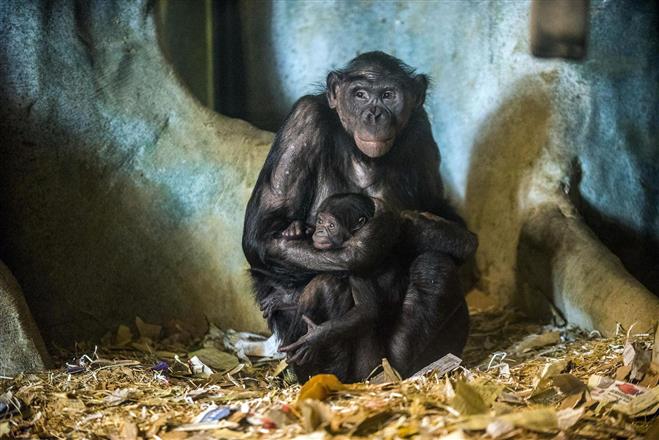 A male bonobo was born to mother Claudine at the Milwaukee County Zoo on May 23. Bonobos stay attached to their mothers for about six months before they begin to explore their surroundings and interact with other troop members, according to the zoo.