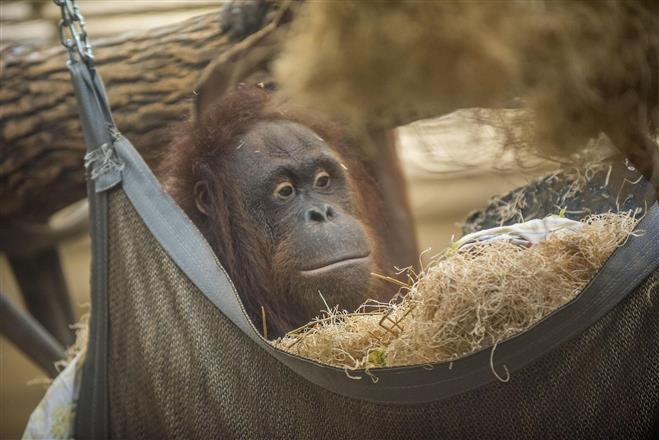 The Milwaukee County Zoo is now home to an 11-year-old Bornean orangutan named Rayma. She arrives from the Topeka Zoo and joins resident male orangutan, Tommy, as a companion animal.