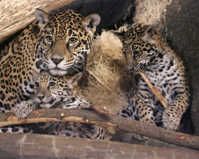 The jaguar cubs with are seen with their mother, Stella, last November.