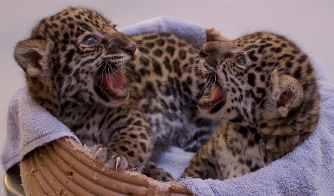 The jaguars are seen Dec. 2, 19 days after being born.